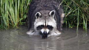 Ungebetene Dauergäste: Fast 2000 invasive Arten in Deutschland heimisch