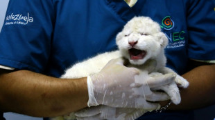 Venezuela : naissance de trois lionceaux  blancs, une premi&egrave;re dans le pays