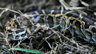 W&uuml;rgeschlange an Kanalufer in Schleswig-Holstein entdeckt