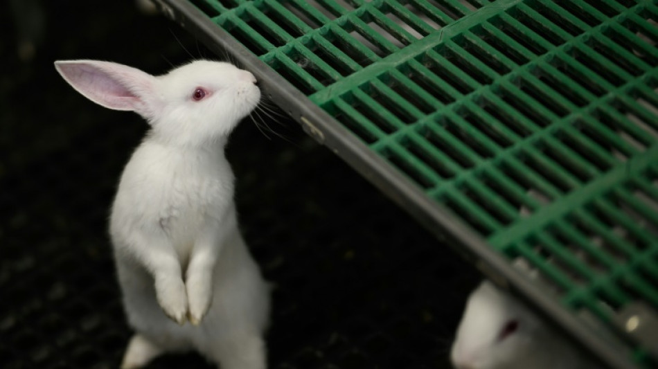 &Eacute;levage: sortir les lapins des cages, "c'est l'avenir"
