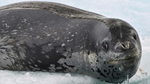 Les l&eacute;opards de mer "chantent" des comptines