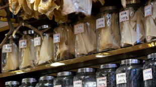 La UE tiene un papel clave en el comercio de aletas de tibur&oacute;n, denuncia una ONG