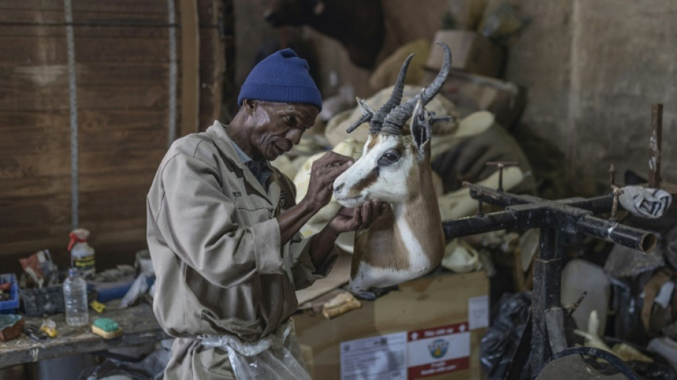 Los taxidermistas de Sudáfrica, amenazados por las posibles restricciones en Europa