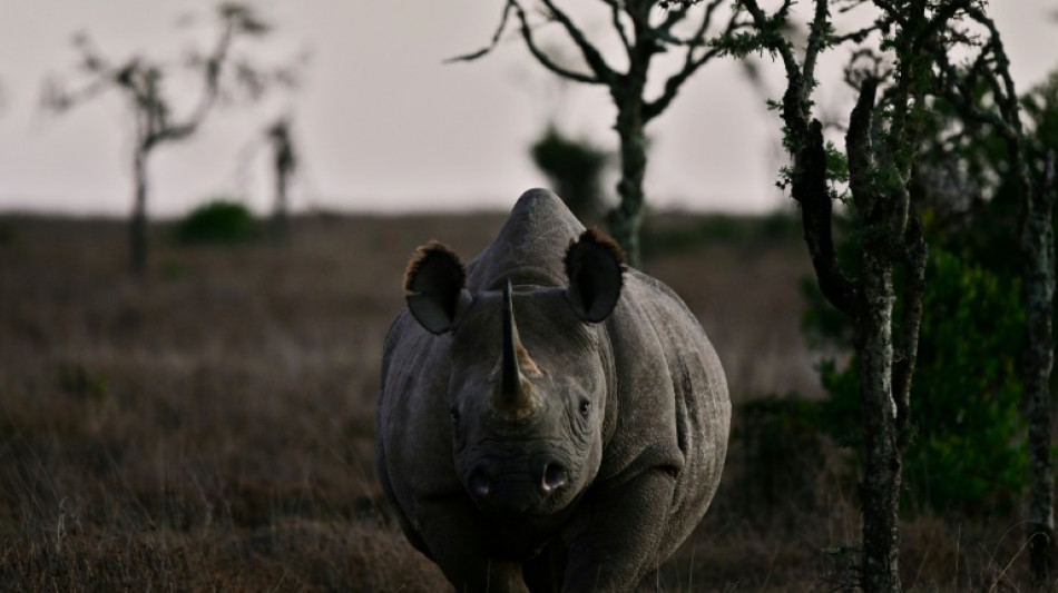 'Rhino bond' charges onto markets to save S. African animals