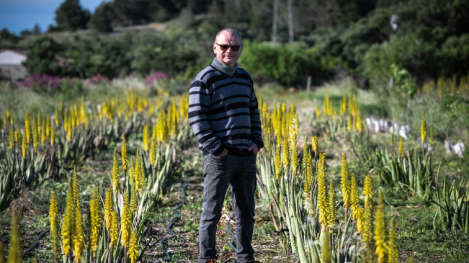 Aude: l'aloe vera au lieu de la vigne pour s'adapter &agrave; la s&eacute;cheresse