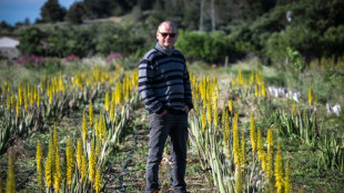 Aude: l'aloe vera au lieu de la vigne pour s'adapter &agrave; la s&eacute;cheresse