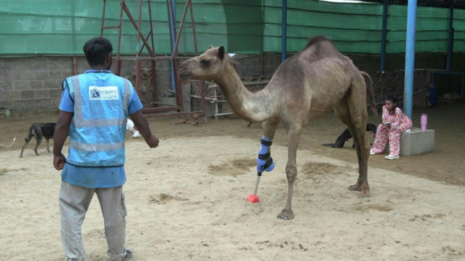 Au Pakistan, une chamelle remarche gr&acirc;ce &agrave; une patte proth&eacute;tique
