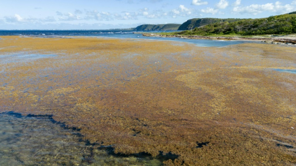 Aux Antilles, mobilisation accrue contre les arrivages massifs de sargasses