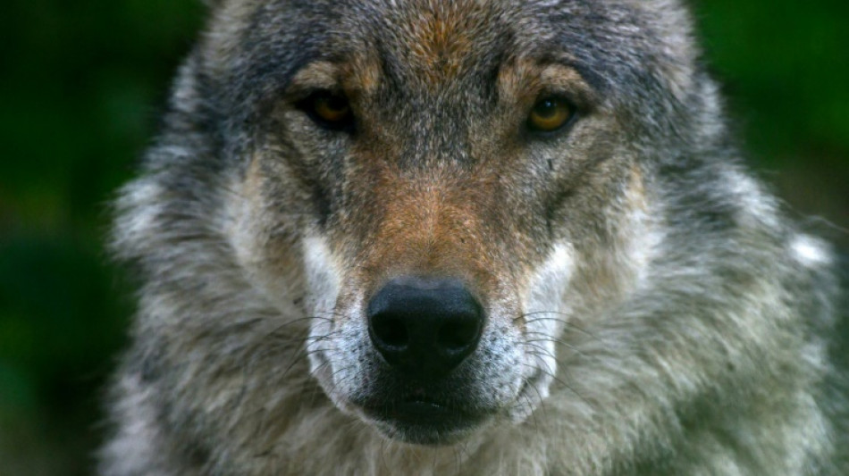 Umgang mit dem Wolf: Landkreistag fordert "Abschusspl&auml;ne" 