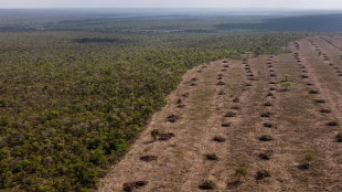Br&eacute;sil: la d&eacute;forestation progresse dans le Cerrado et d&eacute;passe pour la premi&egrave;re fois celle de l'Amazonie