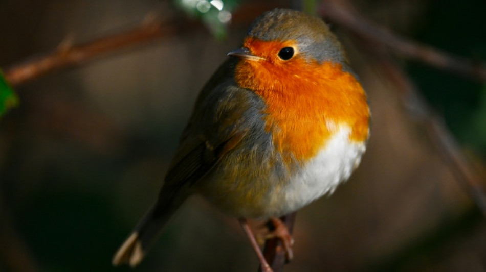 Un trafic d'esp&egrave;ces prot&eacute;g&eacute;es d'oiseaux au c&oelig;ur d'un proc&egrave;s in&eacute;dit