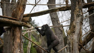 Zweiter Gorilla innerhalb von einer Woche stirbt in Leipziger Zoo