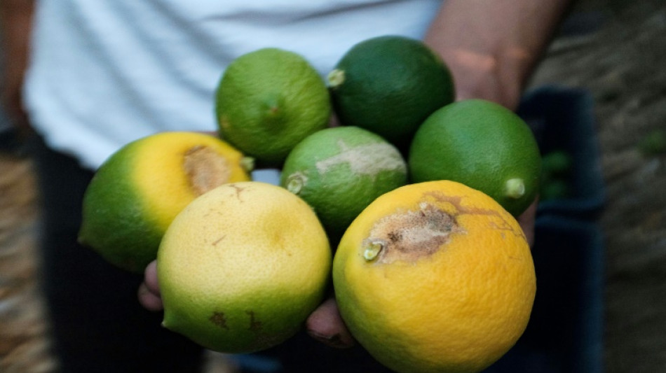Gel, gr&ecirc;le, canicules: une saison en enfer pour l'agriculture turque