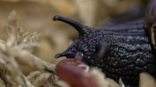 Nouvelle-Zélande: une espèce menacée d'escargot filmée en train de pondre par le cou