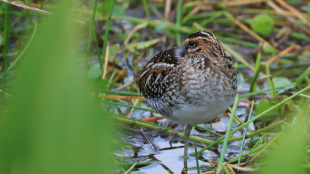 La justice suspend la chasse &agrave; la b&eacute;cassine dans le Doubs et le Jura