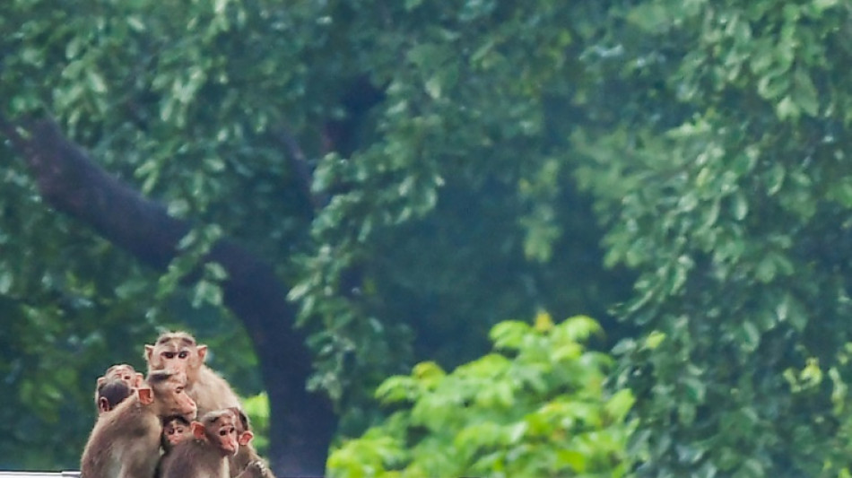 Une &eacute;tude controvers&eacute;e sur les singes ravive le d&eacute;bat autour des essais sur les animaux