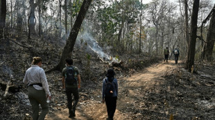 Dans les cendres et les larmes, l'&eacute;trange mission de pr&eacute;servation d'une for&ecirc;t tha&iuml;landaise br&ucirc;l&eacute;e