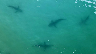 Dos tercios de los tiburones y rayas en arrecifes podr&iacute;an extinguirse (estudio)