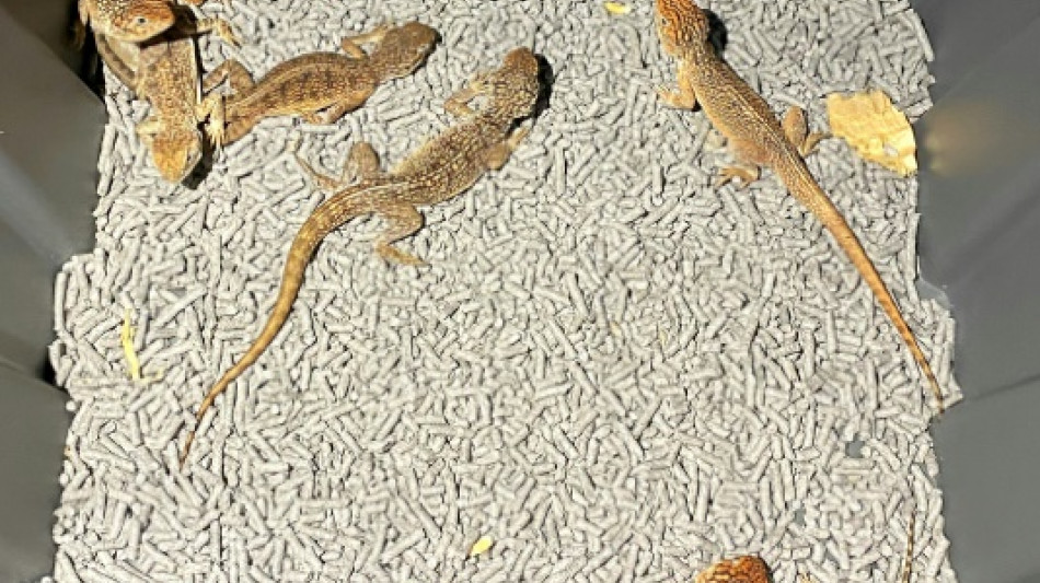 Australia desarticula una red de tr&aacute;fico de reptiles nativos