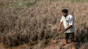 Le Pendjab, grenier &agrave; bl&eacute; de l'Inde, d&eacute;vast&eacute; par les inondations