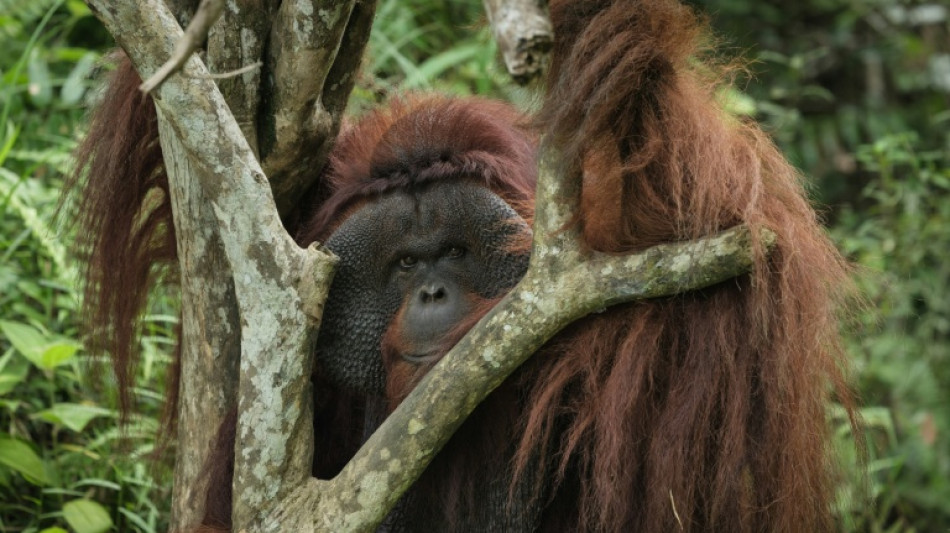 Un gigante farmac&eacute;utico retira un proveedor tras una investigaci&oacute;n de la AFP sobre la deforestaci&oacute;n en Indonesia