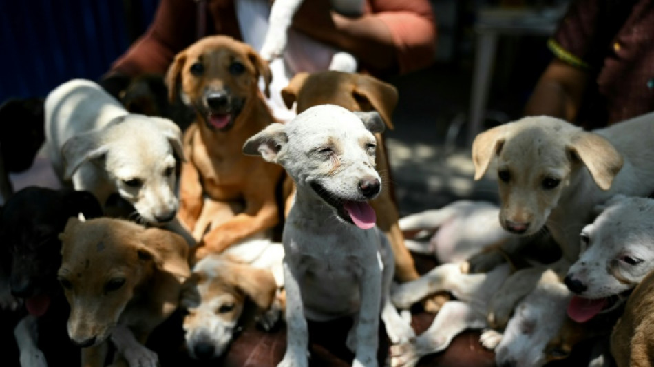 20 Hundewelpen bei illegalem Tiertransport in Bayern in Kofferraum eingepfercht