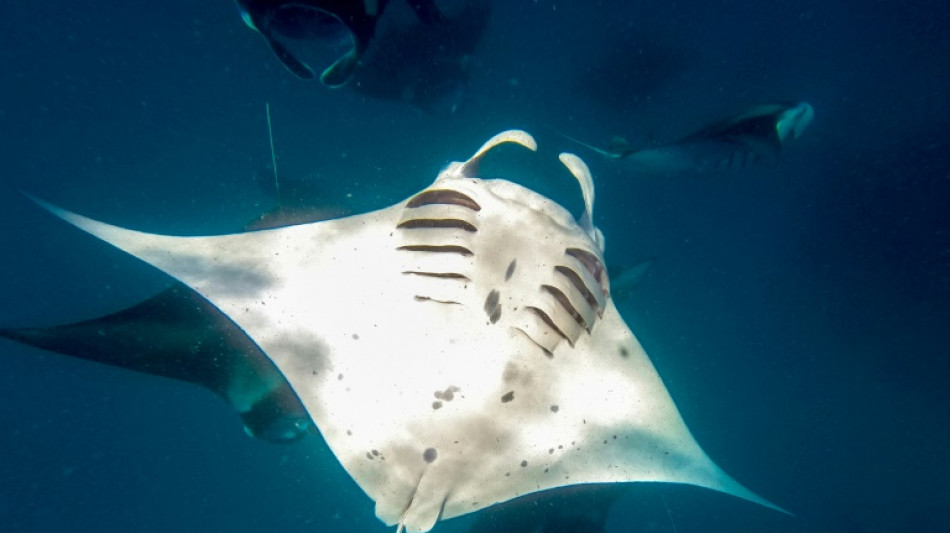 Oc&eacute;ans: des scientifiques mettent en &eacute;vidence l'efficacit&eacute; de tr&egrave;s grandes aire prot&eacute;g&eacute;es