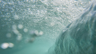 Alghe fossili riscrivono la storia degli oceani moderni