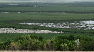 En Ukraine, l'&eacute;tonnant r&eacute;veil de la v&eacute;g&eacute;tation apr&egrave;s la destruction du barrage de Kakhovka