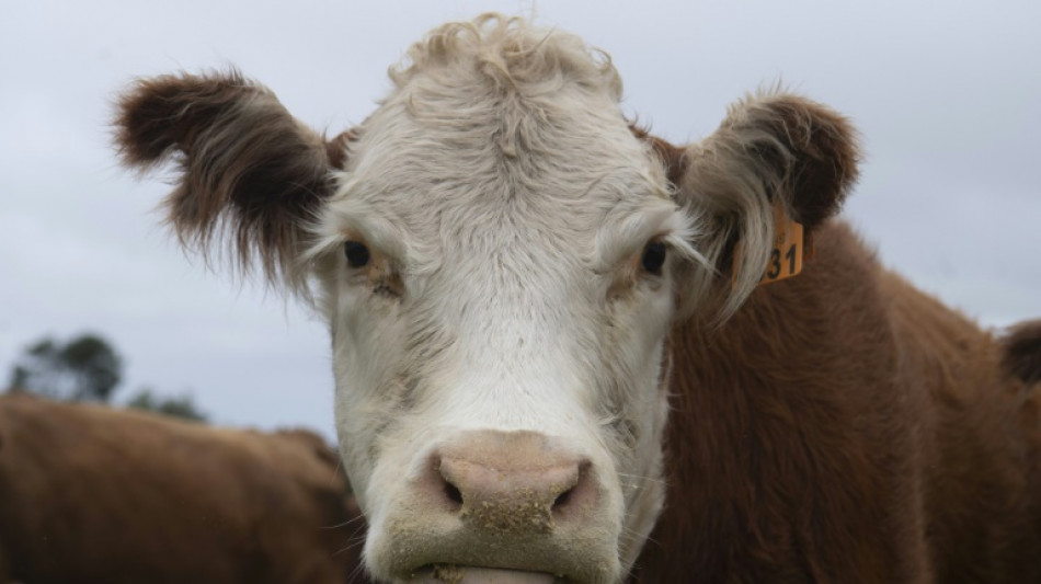 Irm&atilde;os s&atilde;o condenados no Uruguai por tr&aacute;fico de c&aacute;lculos biliares bovinos para a &Aacute;sia