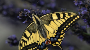Entre adaptations et menaces, le climat redessine les territoires des papillons