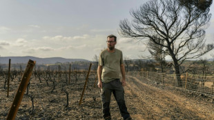 Dans les Corbi&egrave;res, des vendanges solidaires pour viticulteurs sinistr&eacute;s