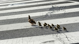 Feuerwehr in Frankfurt am Main rettet Entenk&uuml;ken mit Suppenkelle