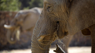 In Sudafrica si dibatte sul destino degli ultimi tre elefanti ospitati in uno zoo