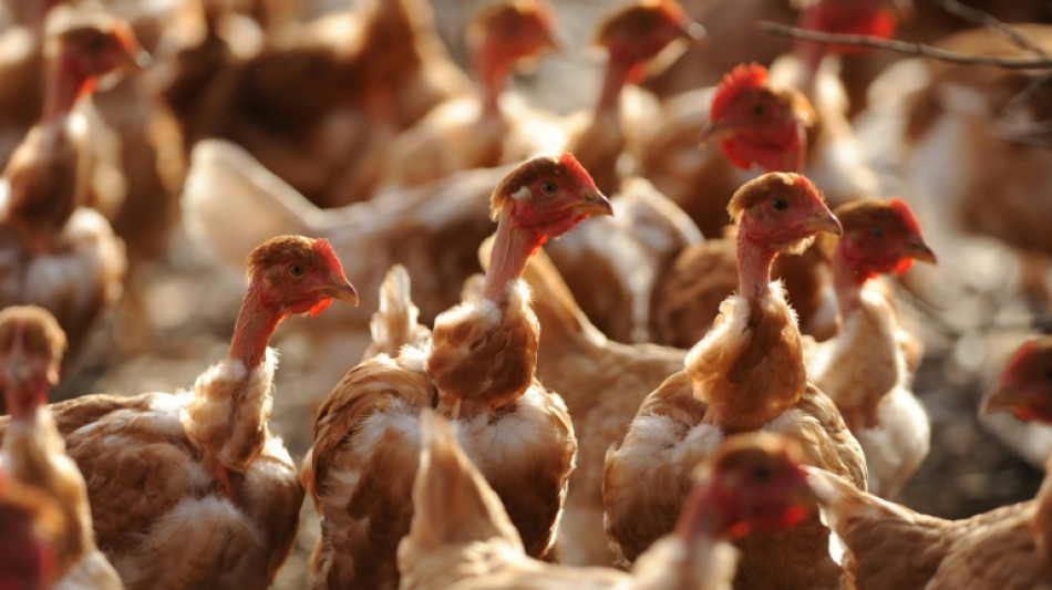 Grippe aviaire: la détresse des éleveurs vendéens face au "désastre"