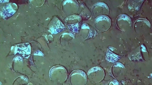 Hallan en Colombia nuevos objetos en la primera exploraci&oacute;n de un gale&oacute;n espa&ntilde;ol hundido