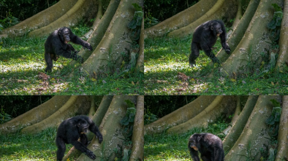 Les chimpanz&eacute;s tambourinent en rythme et de mani&egrave;res diff&eacute;rentes (&eacute;tude)