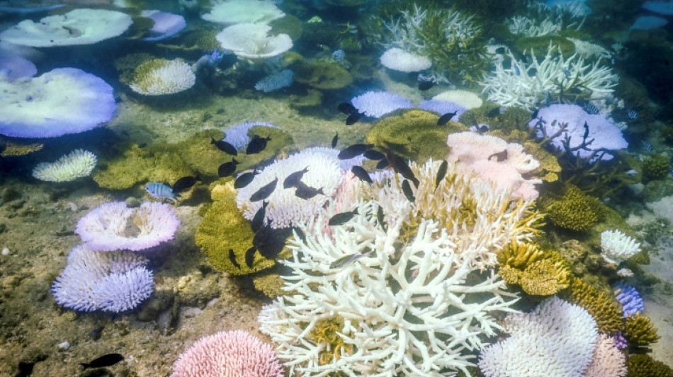 La Gran Barrera de Coral sufre su blanqueamiento "m&aacute;s extenso" jam&aacute;s registrado