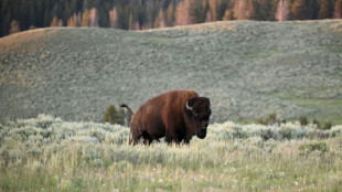 Le retour du bison dans le Far West fait "rena&icirc;tre" l'&eacute;cosyst&egrave;me de Yellowstone