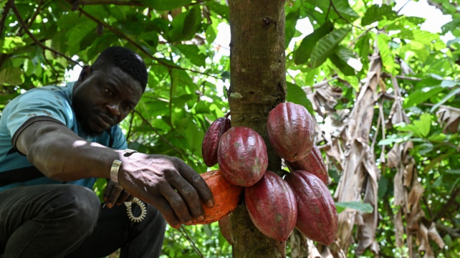 En C&ocirc;te d'Ivoire, des chercheurs cr&eacute;ent un cacao plus r&eacute;sistant au changement climatique