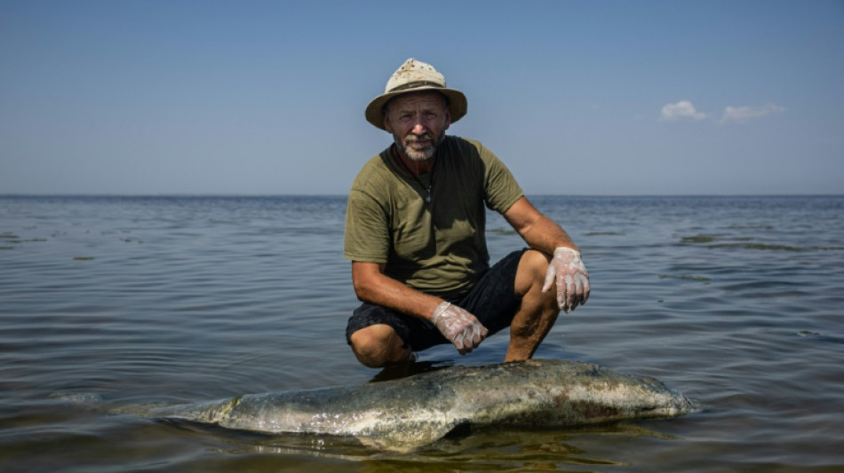 Guerre en Ukraine: le scientifique qui mesure l'h&eacute;catombe des dauphins en mer Noire