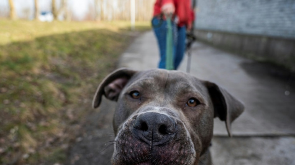 Leipzig: Terrier verletzt Kind durch Biss in Gesicht schwer