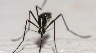 Dengue, chikungunya: efficacit&eacute; variable des diff&eacute;rentes techniques de l&acirc;chers de moustiques, selon l'Anses
