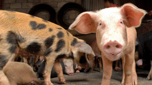 Da studio l'intreccio fra pipistrelli, allevamenti suini e virus