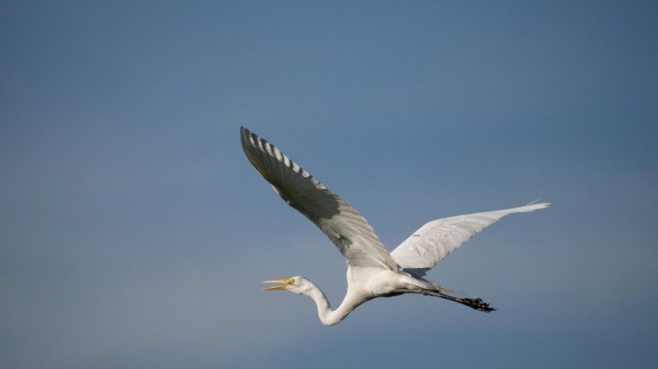 Scientists track egret's 38-hour flight from Australia to PNG