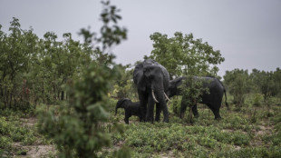 Frapp&eacute; par la s&eacute;cheresse, le Zimbabwe va &agrave; son tour abattre 200 &eacute;l&eacute;phants