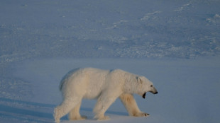 Dans l'Arctique, des ours polaires plus en forme que pr&eacute;vu mais jusqu'&agrave; quand ?