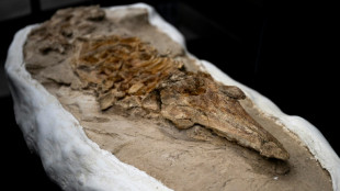 P&eacute;rou : d&eacute;couverte d'un fossile de dauphin vieux de 12 millions d'ann&eacute;es