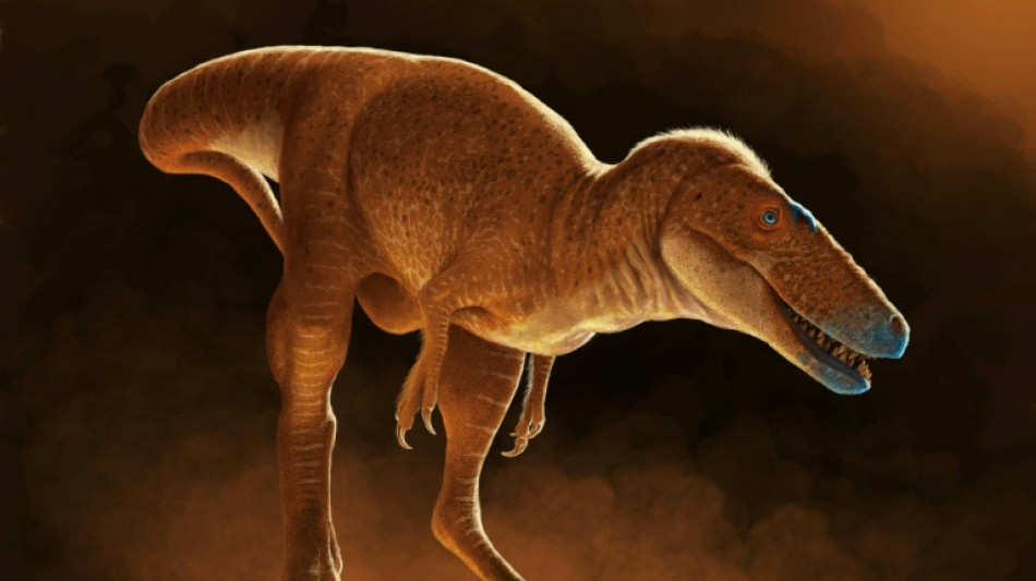 Un anc&ecirc;tre du T-Rex dormait dans les tiroirs d'un institut mongol