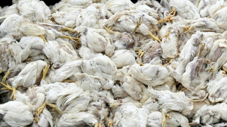 Virologe: Vogelgrippe hat Potenzial f&uuml;r neue Pandemie